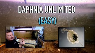 How I Raise Daphnia Water Fleas And You Can Too [upl. by Aneeres335]