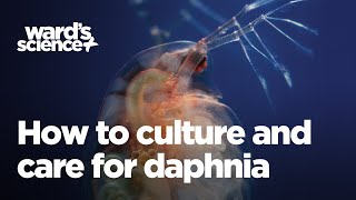 Caring and Culturing for Daphnia [upl. by Melville]