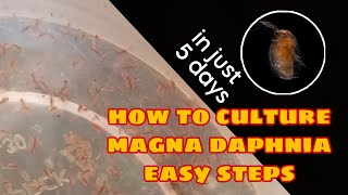 How to Culture Magna Daphnia Easily [upl. by Gnay69]