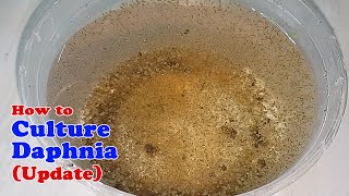 How to Culture Daphnia Update with ZERO Cost  Unlimited Live Food for Our Fish [upl. by Walcott716]