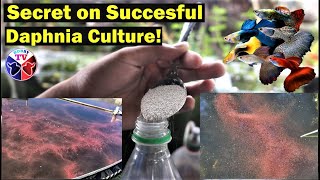 How to Culture Daphnia Successfully [upl. by Cung840]