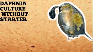 HOW TO CULTURE DAPHNIA NATURALLY WITHOUT A STARTER [upl. by Oivatco]