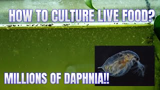 How to Culture Daphnia Secret Method to Breed MILLIONS  Simply Aquatic [upl. by Ehtyaf]