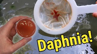 How I Culture Daphnia In Outdoor Tubs [upl. by Gaidano]