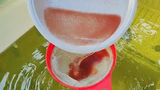 How to culture daphnia  Daphnia culture  How to grow daphnia outdoor [upl. by Beesley]