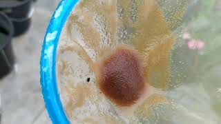 How to culture daphnia moina in a small container Part 1 English Subtitle [upl. by Eliezer]