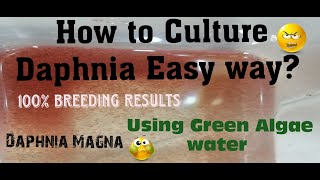 Daphnia MagnaHow to Culture Daphnia Easy wayCulturing Daphnia using Green water Daphnia [upl. by Curran477]