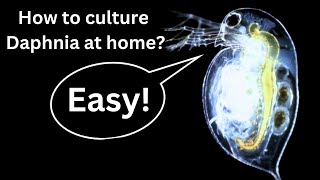 BEST Live Fish Food Beginner guide How to Culture Daphnia at home [upl. by Laurin]