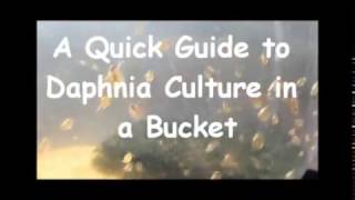 How to culture daphnia outside [upl. by Nussbaum]