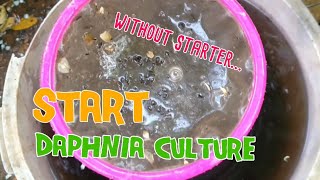 How to culture daphnia moina the easy way 1  Starting the Daphnia culture [upl. by Onitnevuj]