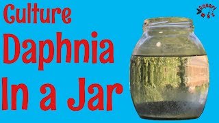 How to Culture Daphnia in a Jar [upl. by Keyser]