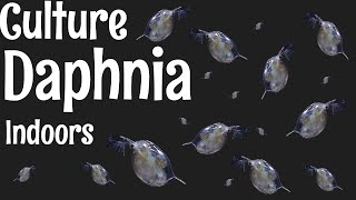 How to Culture Daphnia [upl. by Eleumas]