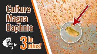 How to culture DAPHNIA MAGNA  The easy way [upl. by Darrick]