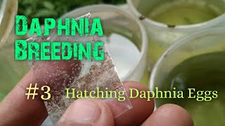 Daphnia Culture made simple and easy 3  Hatching Daphnia eggs [upl. by Joycelin40]