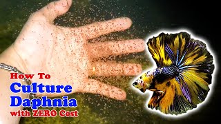 How to Culture Daphnia with ZERO Cost  Unlimited Live Food For Our Fish [upl. by Kcirdef866]