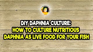 DIY Daphnia Culture How to Culture Nutritious Daphnia as Live Food for Your Fish [upl. by Mandal]