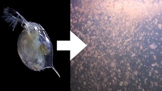 How I Culture Daphnia [upl. by Clorinda]