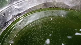 DAPHNIA MOINA CULTURE IN A SMALL BUCKET [upl. by Kerad987]