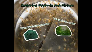 How To Culture Daphnia and Moinas using Green Water Spirulina powder [upl. by Coney356]