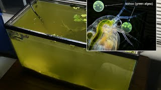 Raising Daphnia for the Freshwater Aquarium [upl. by Glaab283]