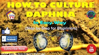 HOW TO CULTURE DAPHNIA In Easy Way [upl. by Luane539]